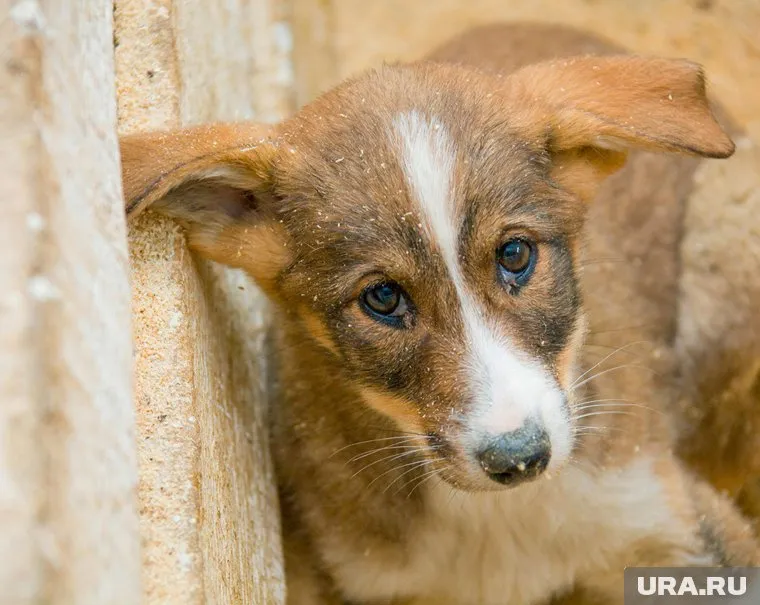 Животное погибло