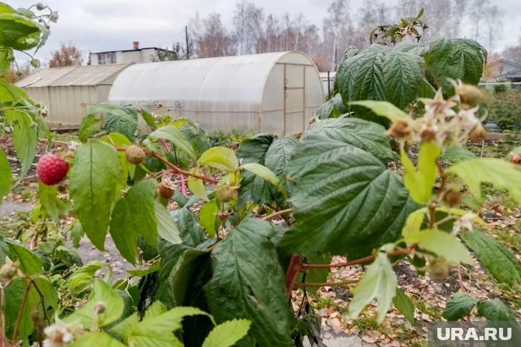 Два дня назад житель Челябинска смог набрать стакан малины
