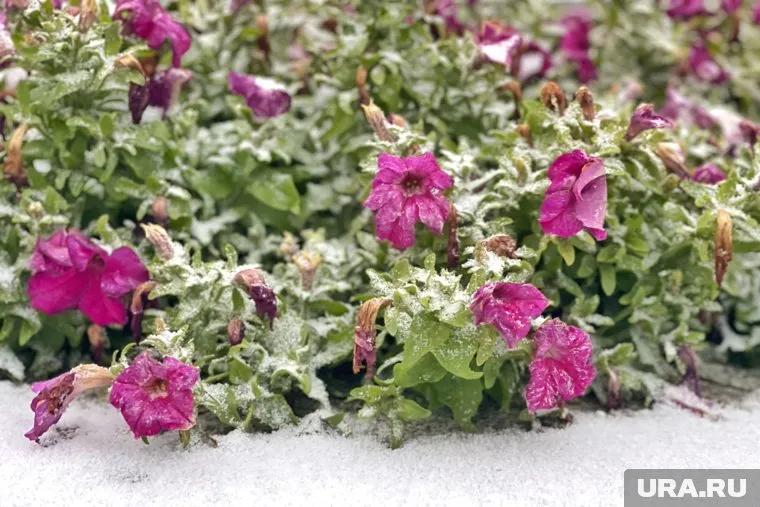 К воскресенью будет становиться все холоднее