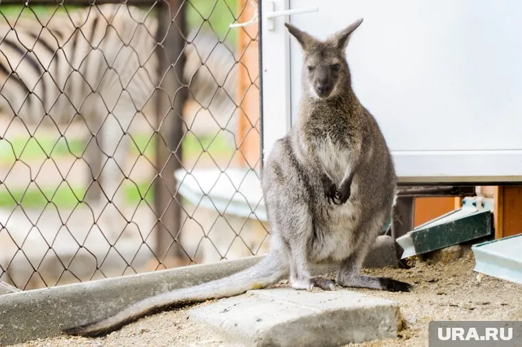 Для кенгуру построили новый дом
