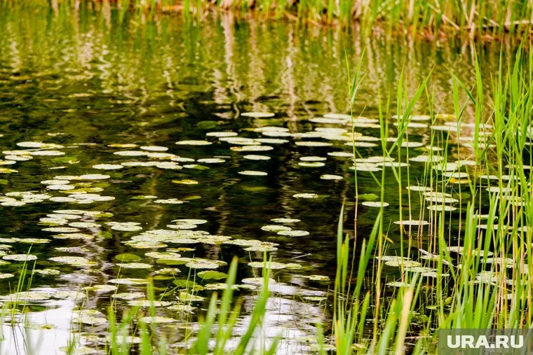 Амфибии умело прячутся среди травы и водорослей