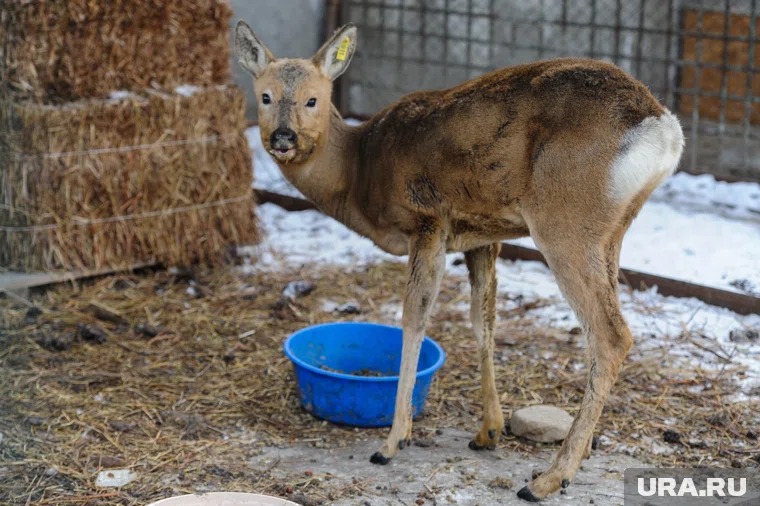 Курганские власти организовали поиск зараженных косуль