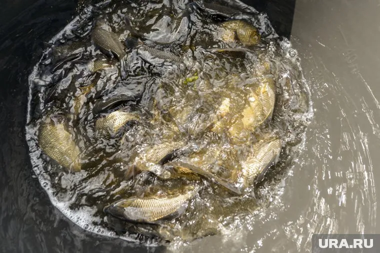 Мужчина поймал карпов весом от 15 килограммов