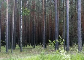 Пропавшие в Свердловской области дети теперь боятся ходить в лес