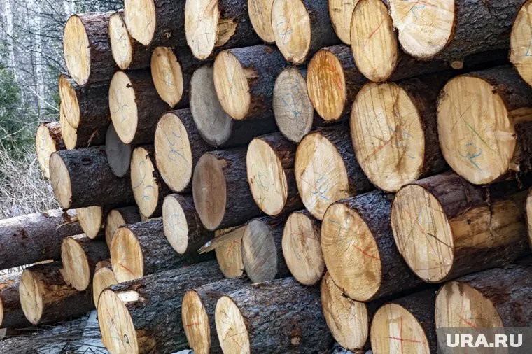 Бизнесмен занимался незаконной рубкой и продажей леса