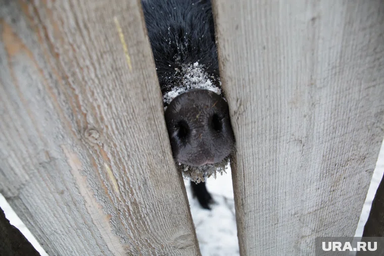 Незваные гости стали все чаще наведываться к людям