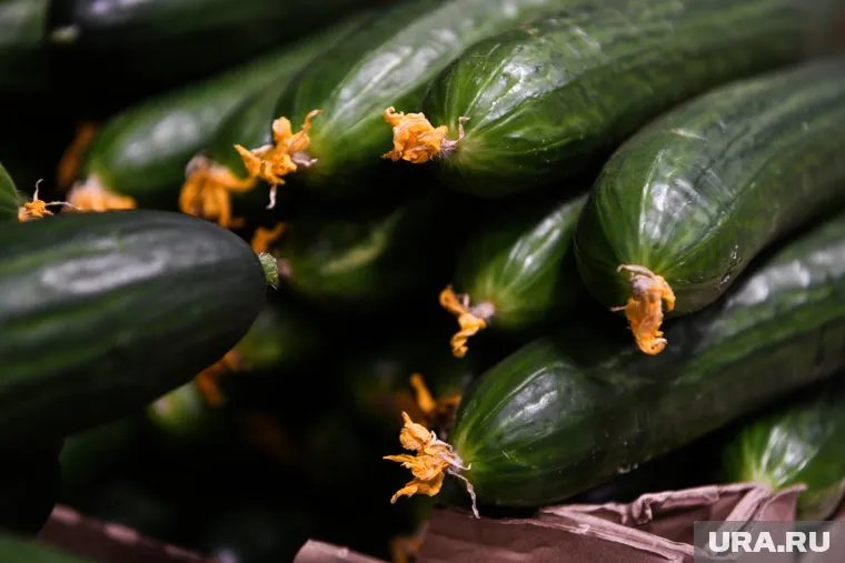 Под конец июня в Тюмени подорожали огурцы и картофель, но подешевел лук