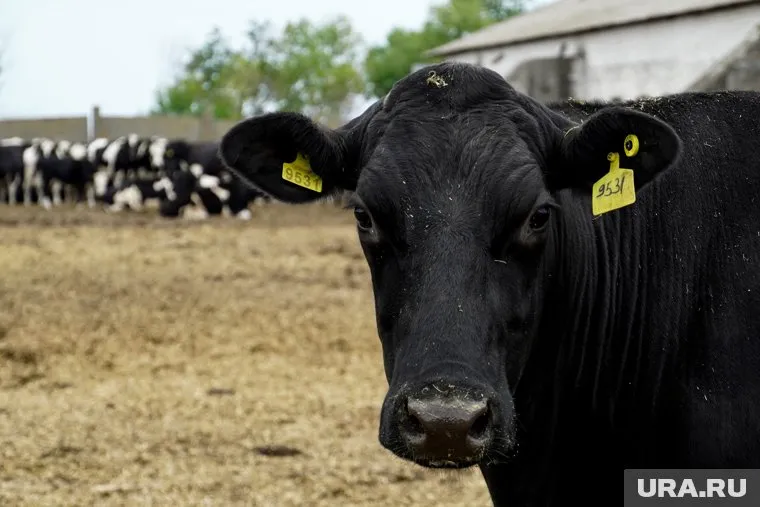 Совхоз выращивает крупный рогатый скот и выпускает молочную продукцию (архивное фото)