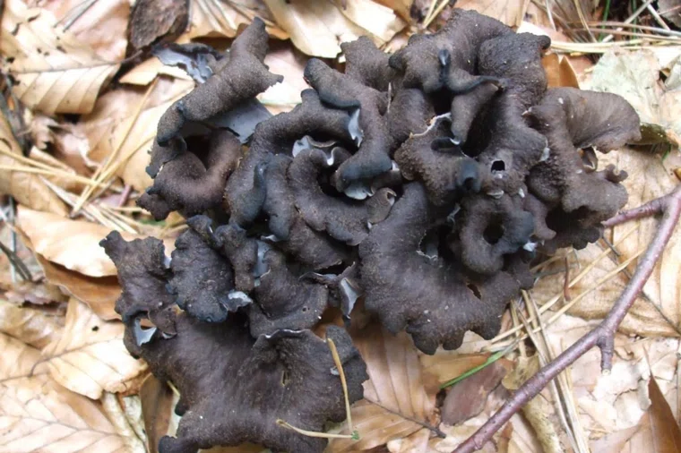 Черные лисички полезны, так как содержат витамины и микроэлементы