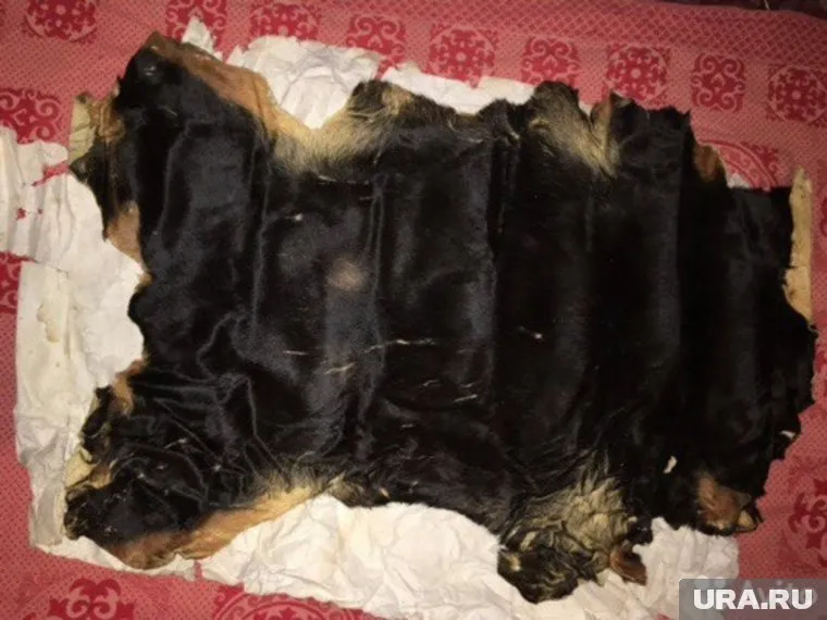 Пользователи Сети утверждают, что это шкура таксы