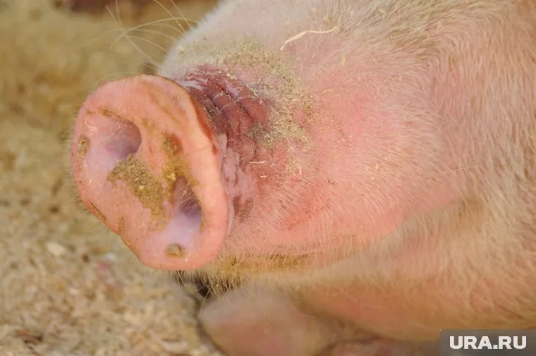 Это может стать серьезным ударом для предприятия, ведь сейчас у него есть серьезные долги