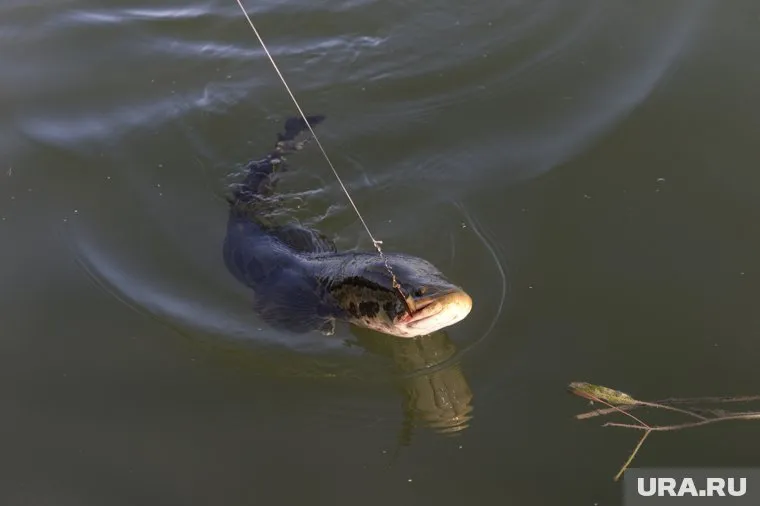 Рыбаки сельскохозяйственного предприятия ЯНАО перевыполнили свой план на 198 тонн