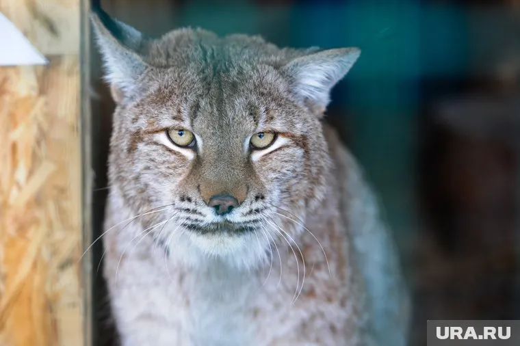 Грибников предупреждают о бродящих в лесу рыси и медведе
