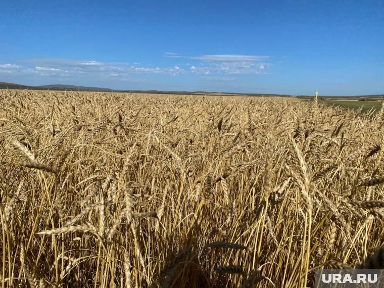 Уборочная компания завершилась в Курганской области