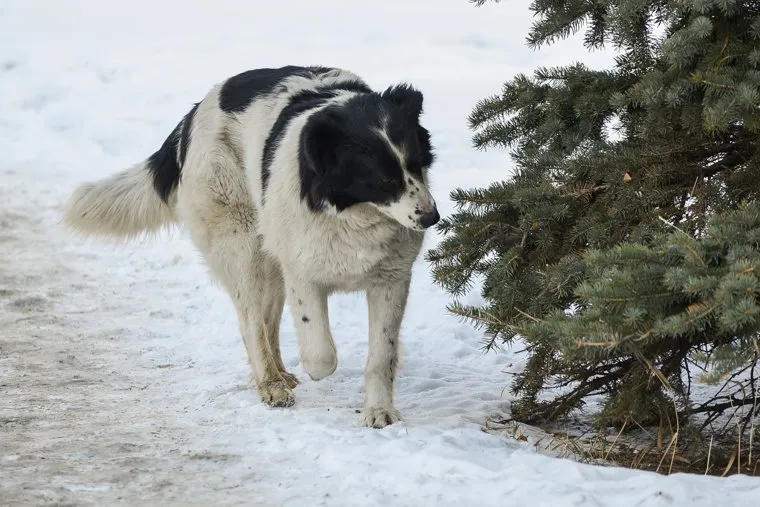 Бродячие собаки. Челябинск