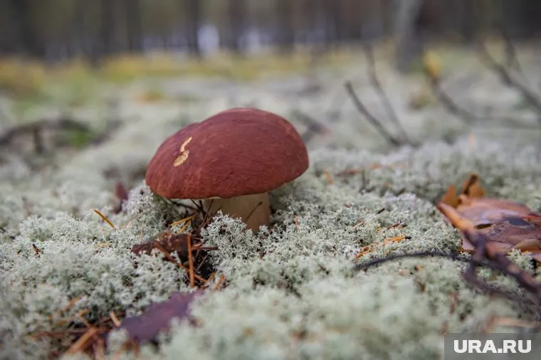 Домашние заготовки могут вызвать смертельно-опасное заболевание ботулизм