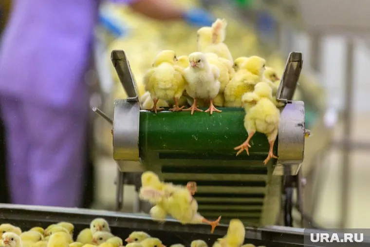 Птицефабрика должна пять миллионов рублей 