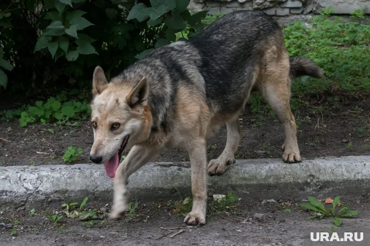 Собака забежала на чужой дачный участок и напала на мальчика (архивное фото)