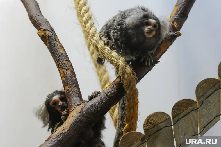 Обезьяна напилась в баре и схватилась за нож