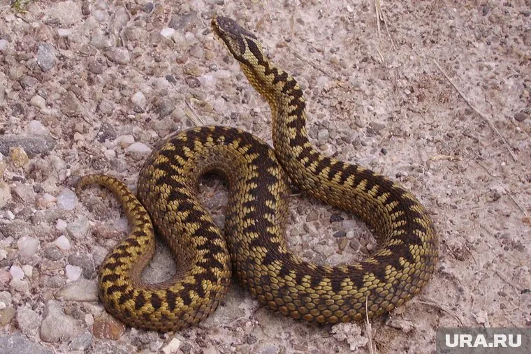 В ЯНАО обитают лишь два вида змей - гадюки и ужи