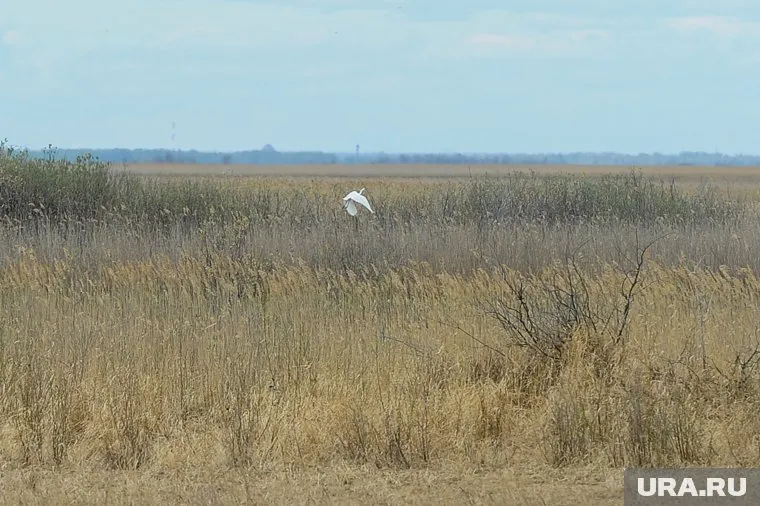 Цапли прилетели на лето в Белоярский