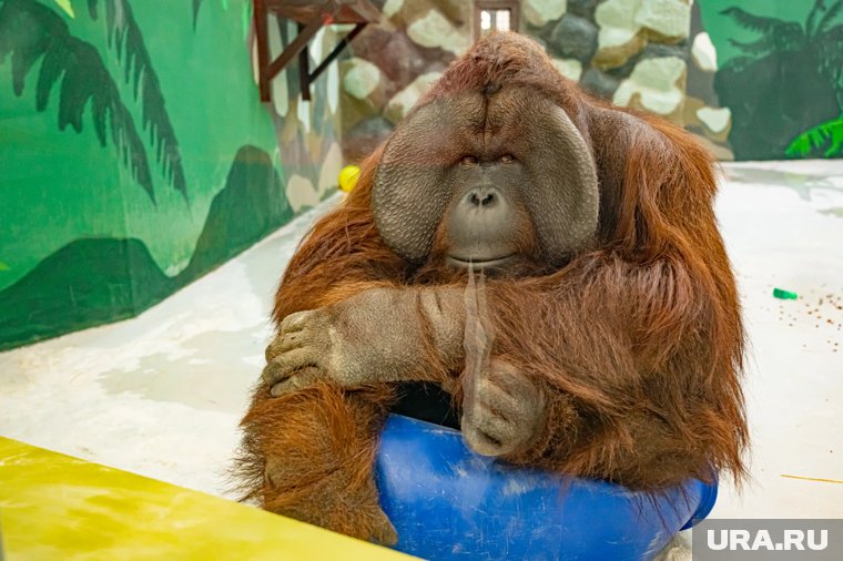 Погладить барса и сделать селфи с орангутаном: в Пермском зоопарке открыли выставку и павильон. Фото