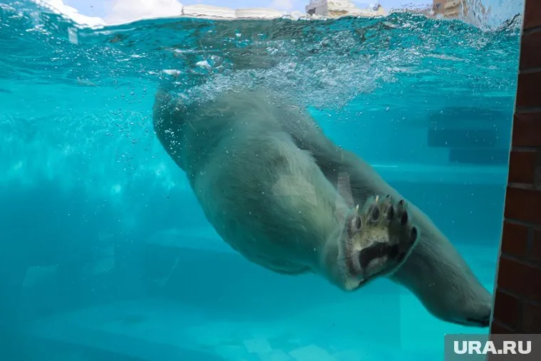 Маленького медведя назвали Парма