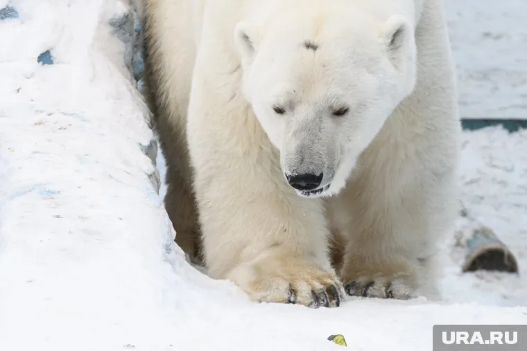 Умка прожил в зоопарке 25 лет