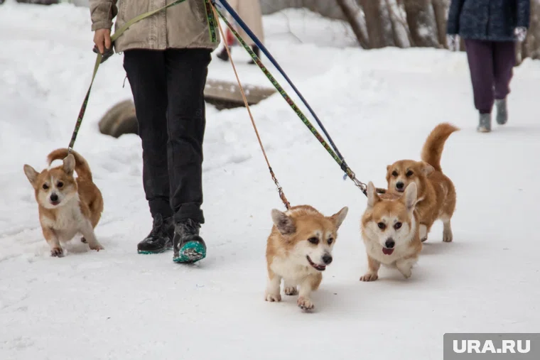 Грамотно подобранное питание помогает животному комфортно пережить зиму
