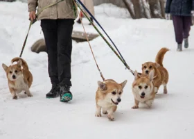 Россиянам рассказали, как правильно составить зимний рацион собаке