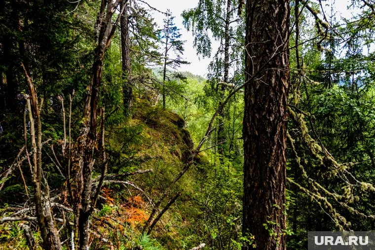 Президент считает, что в России слабый надзор за транспортировкой, хранением и переработкой древесины
