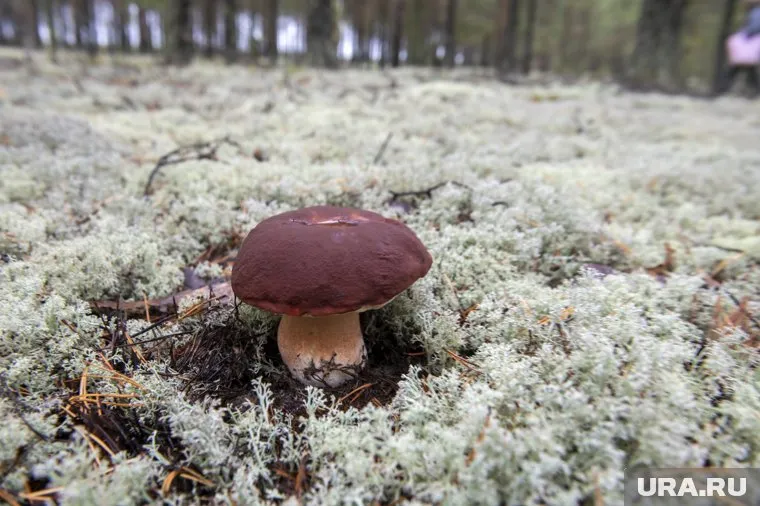 Жители Перми похвастались грибным «уловом»