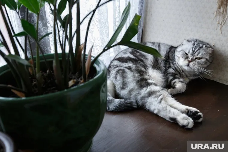 Все коты немного экстрасенсы