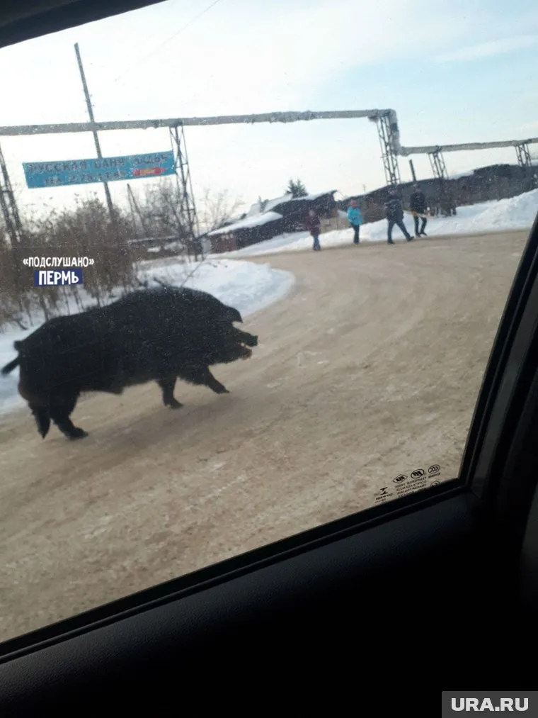 Животное наводит ужас на местных жителей