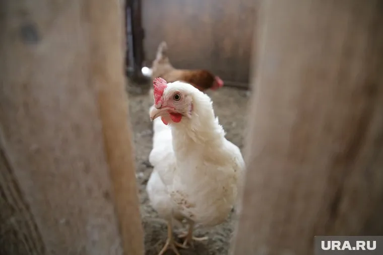 Продажа «Рефтинской» птицефабрики становится реальнее