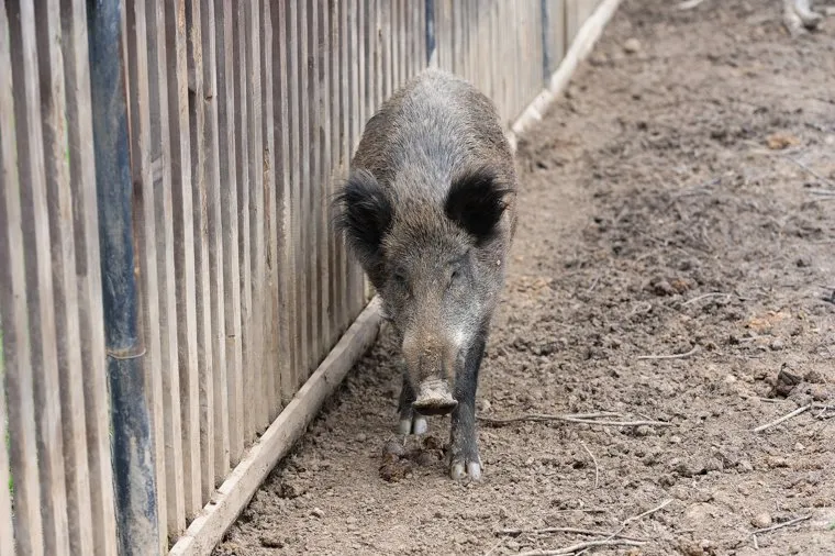 Животные. Челябинск, свинья, кабан