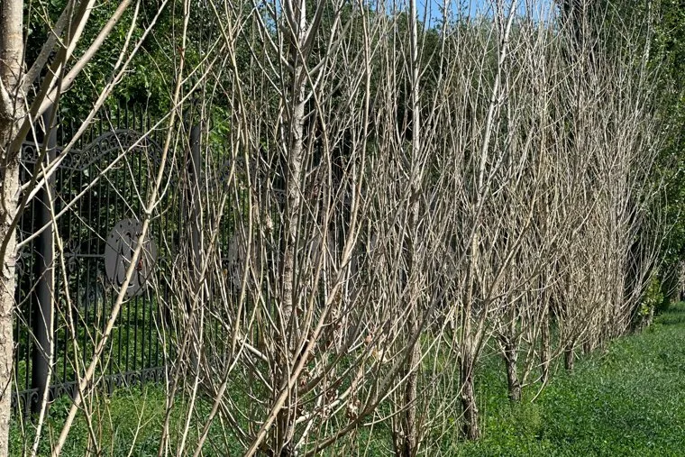 Засохшие деревья. Курган