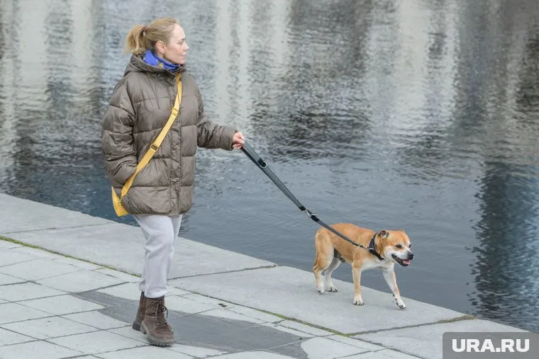 Перевоспитать непослушную собаку возможно, заявил кинолог Уражевский