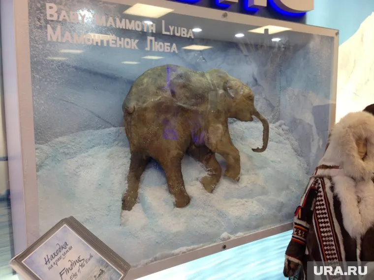 На выставке в ГУМ можно увидеть точную копию ямальского мамонтенка Любы