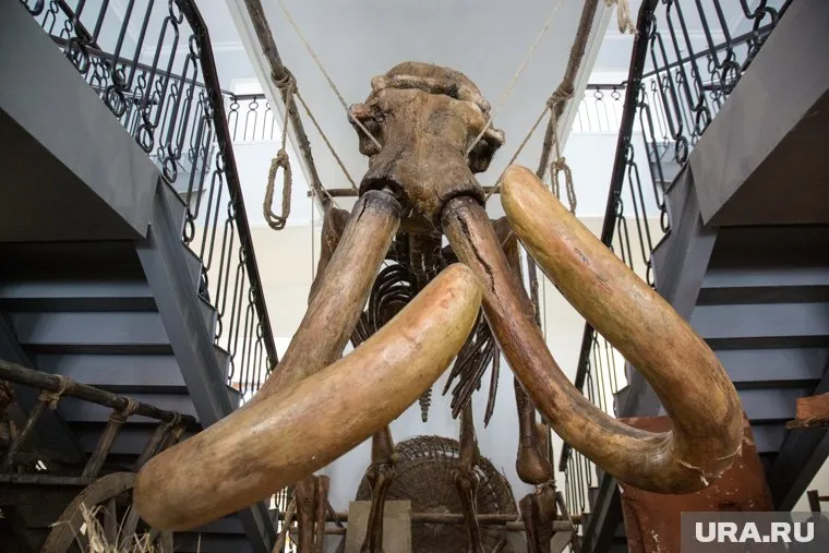 Молодой человек хотел использовать бивень мамонта для изготовления художественных изделий (архивное фото)