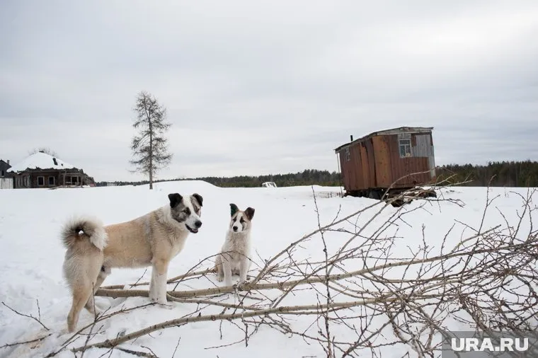 В поселке Боровском под Тюменью собака напала на школьника