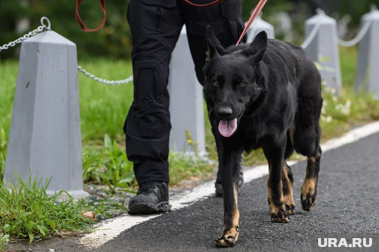 В Госдуме намерены ввести «собачье ОСАГО»