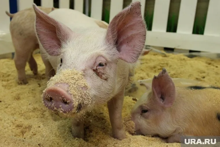 Власти Курганской области будут дорабатывать план выдачи поросят и телят курганцам, оказавшимся в сложной ситуации из-за пандемии коронавируса