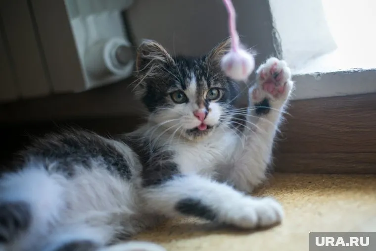 Для котенка уже нашелся новый хозяин