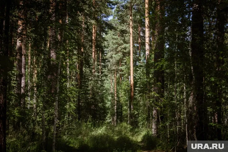 В лесах нет грибов из-за отсутствия дождей