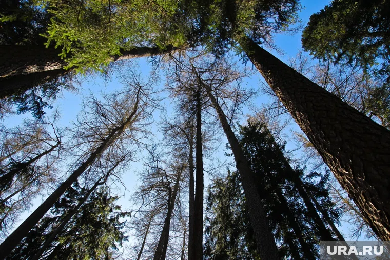 В лесах Прикамья выявлены новые очаги распространения вредителя