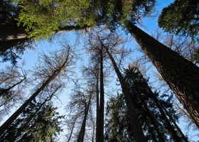 Пермяков предупредили о расширении карантинных зон из-за опасного лесного вредителя