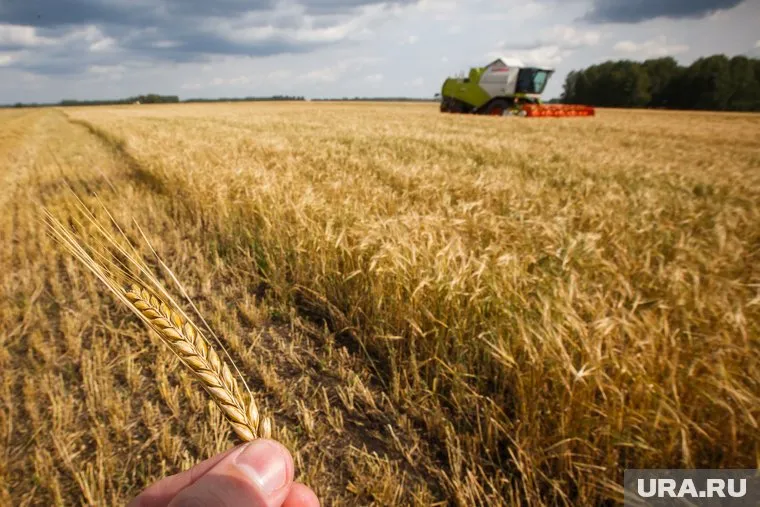 Засуха приведет к сокращению посевных площадей