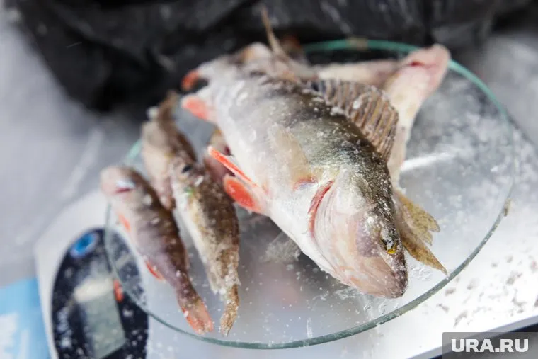 Ямалец показал, как можно быстро разделать мороженую тушку рыбы топором