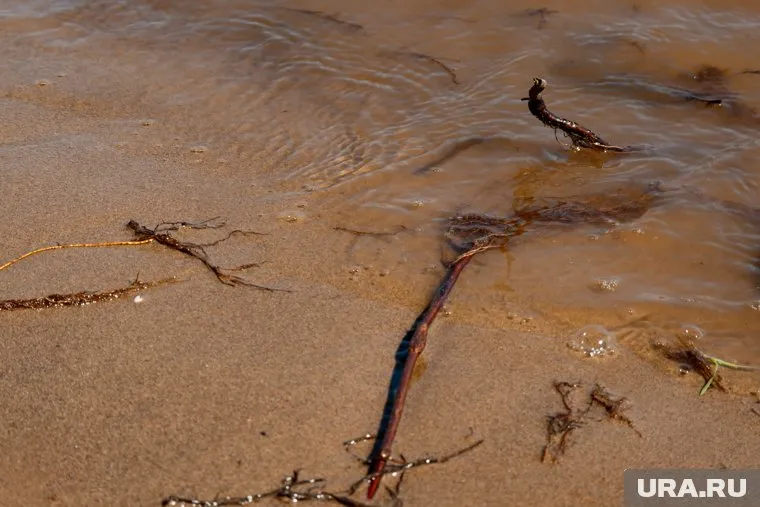 Сельдяного короля заметили на пляже в Эквадоре
